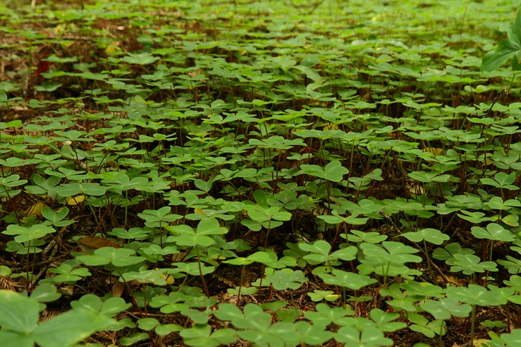 Redwood sorrel