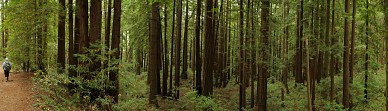 Young redwood forest