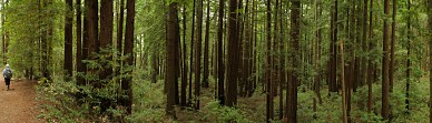 Young redwood forest