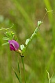 Wild Pea