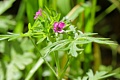 Erodium