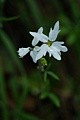 Woodland Star