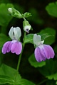 San Francisco Collinsia