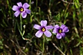 Blue-eyed Grass