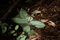 Web-covered oak