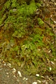 Moss-covered roots