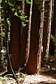 Redwoods