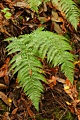 Ferns