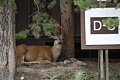 Buck resting at Canyon Cabins