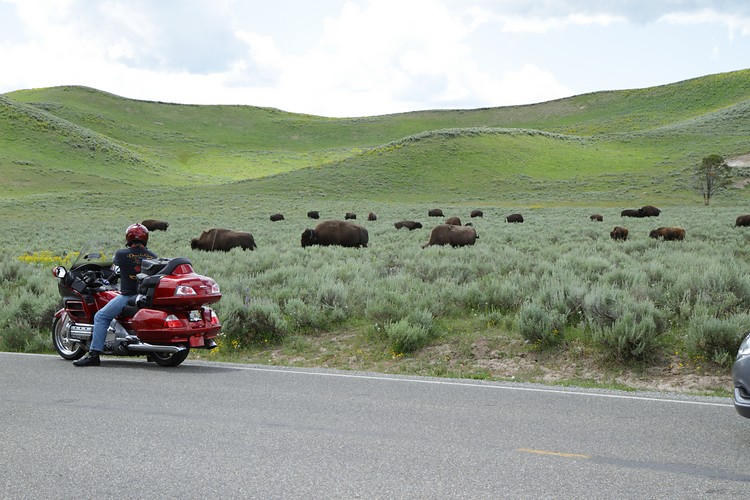 Buffalo Jam in the Hayden Valley