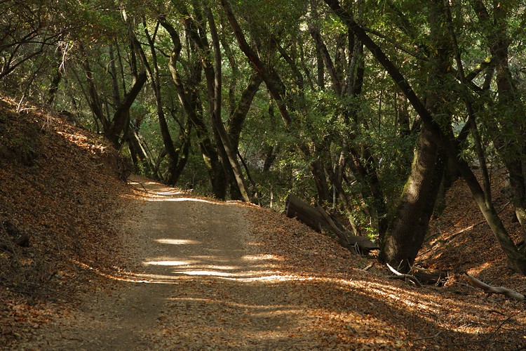 Canyon Trail