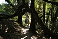 Tangle of oaks