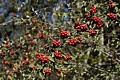 Toyon Berries