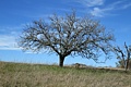 Fruit tree