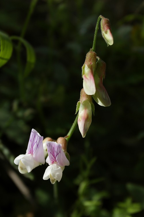 Wild pea