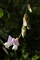 Wild pea