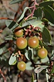 Manzanita berries