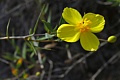 Bush poppy