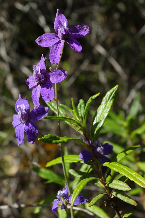 Larkspur