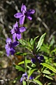 Larkspur