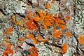 Lichen