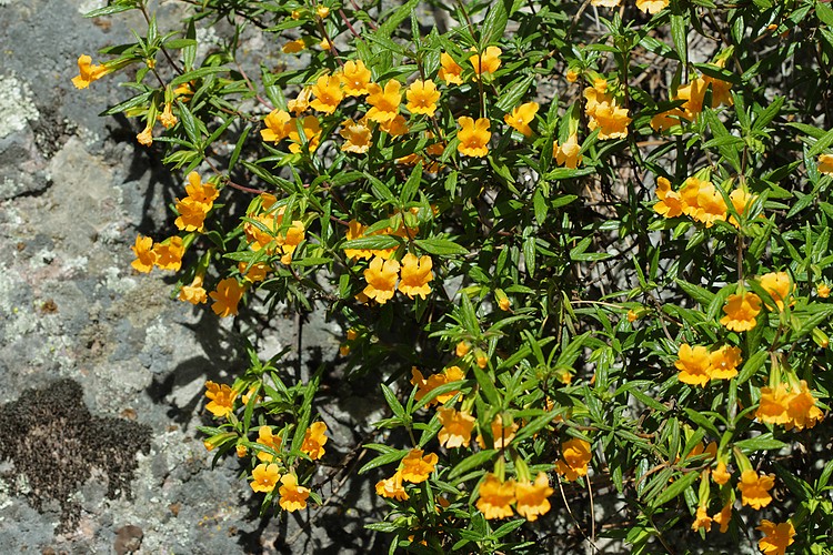 Sticky monkeyflower