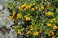 Sticky monkeyflower