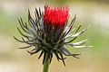 Venus thistle