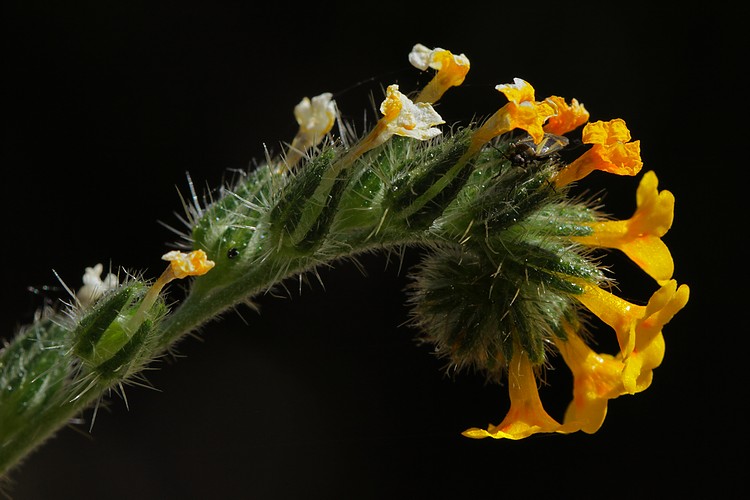 Fiddleneck
