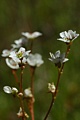 California saxifrage