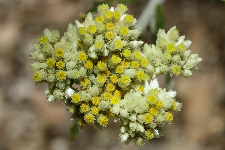 Pearly everlasting