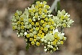 Pearly everlasting