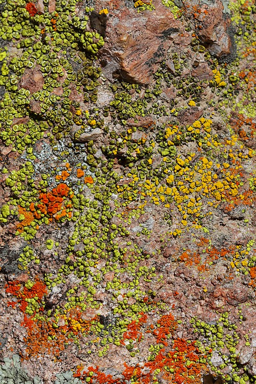 Lichen