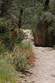 Condor Gulch Trail