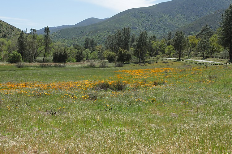 California poppies