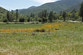 California poppies