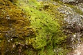 Moss