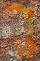 Lichen