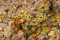 Lichen