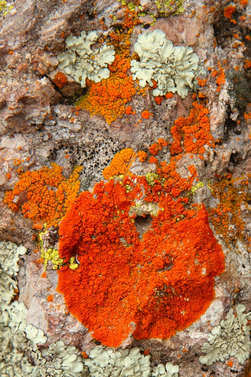 Lichen