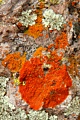 Lichen