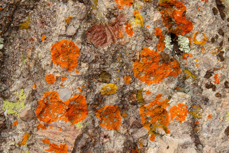 Lichen