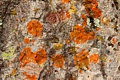 Lichen