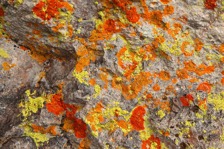 Lichen