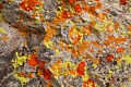 Lichen