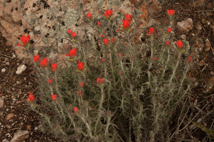 Indian paintbrush