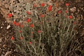 Indian paintbrush