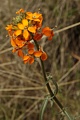 Western wallflower