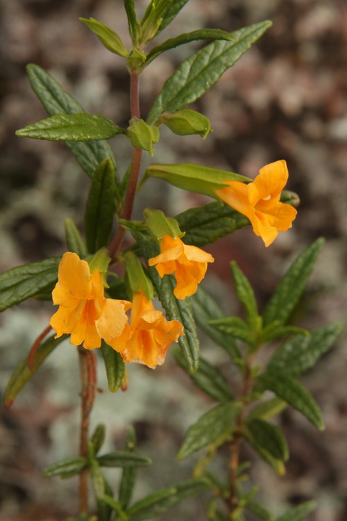 Sticky monkeyflower