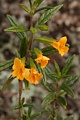 Sticky monkeyflower